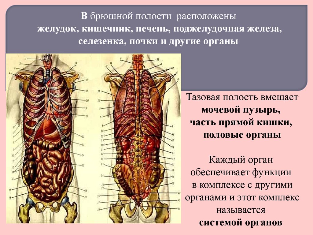 Полость располагаться. В брюшной полости расположены. Почки находятся в брюшной полости. Брюшной расположение почек. Органы расположенные в полости называют.