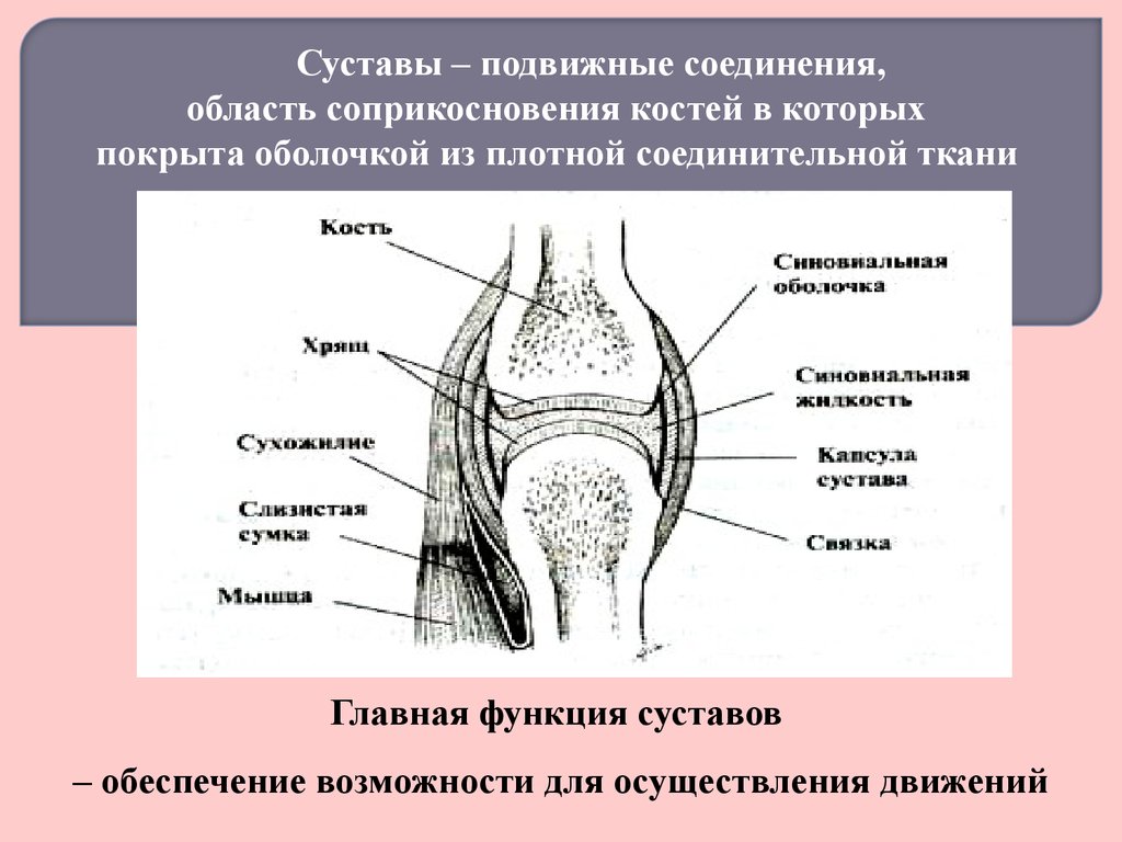 Подвижное соединение костей суставы. Соединение суставов. Соединение костей суставы. Подвижное соединение сустав. Подвижные суставы.