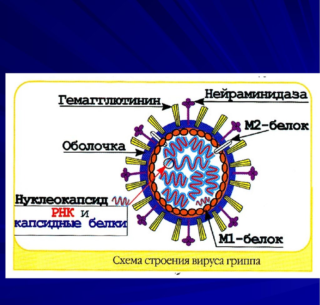 Грипп респираторный вирус. Структура вируса гриппа микробиология. Парагрипп строение вириона. Строение вириона вируса кори. Схема строения вируса кори.