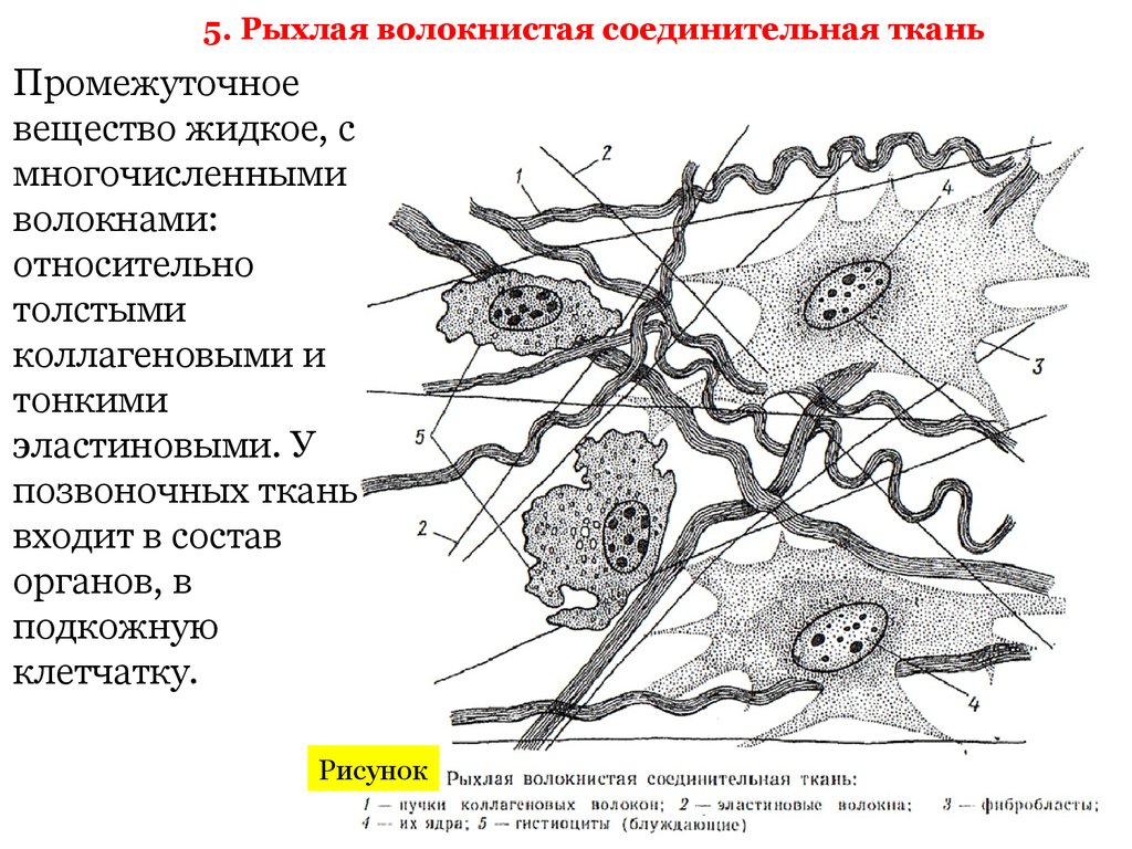 Рыхлая волокнистая ткань. Рыхлая неоформленная соединительная ткань препарат. Рыхлая волокнистая неоформленная соединительная ткань волокна. Рыхлая волокнистая соединительная ткань подкожная клетчатка. Рыхлая соединительная ткань подкожной клетчатки крысы.