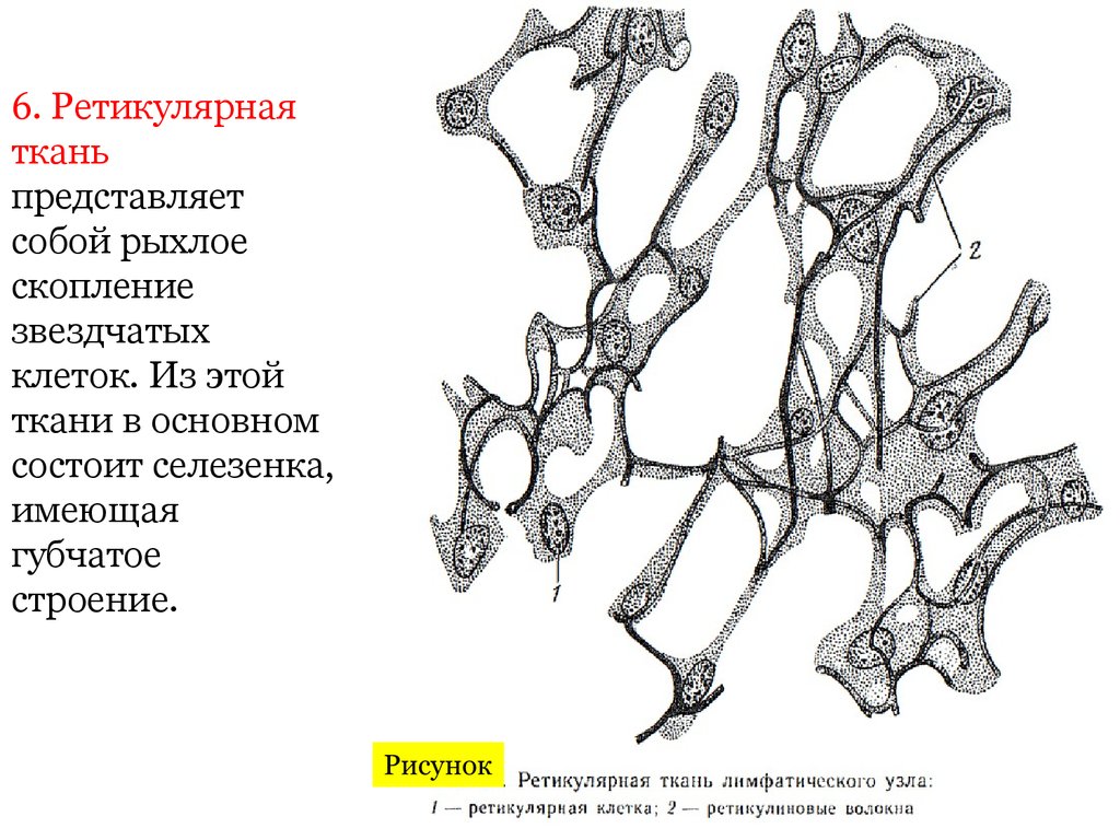 На рисунке представлена ткань. Ретикулярная ткань лимфатического узла рисунок. Ретикулярная соединительная ткань рисунок. Ретикулярная соединительная ткань строение. Местонахождение ретикулярной соединительной ткани.