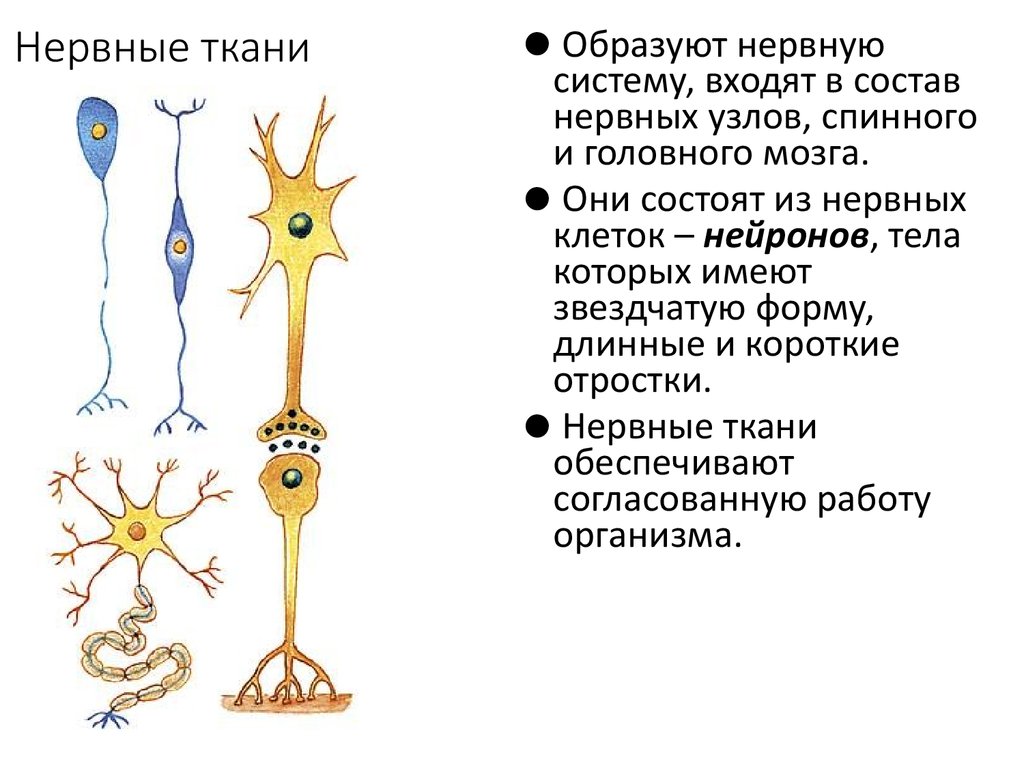 Особенности строения нервных клеток. Строение нервной ткани животных. Клетки нервной ткани 7 класс. Нервная ткань строение и функции рисунок. Строение нервной ткани в биологии.