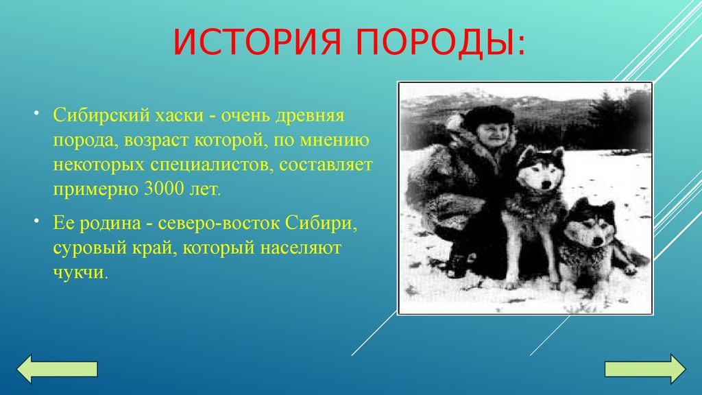 Рассказ о породе. Рассказ о хасках. Рассказ о собаке хаски. Сибирский хаски рассказ о породе.