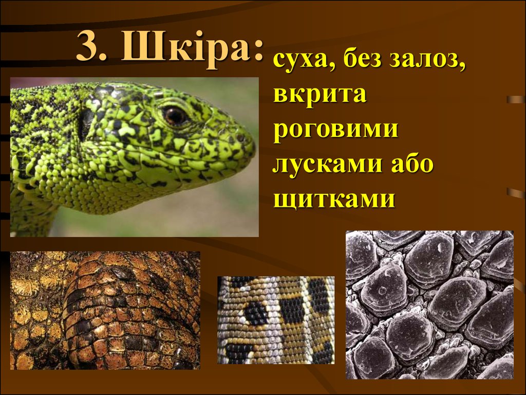 Рептилии 3 класс. Класс рептилии. Разнообразие рептилий. Проекты по биологии на тему рептилии. Рептилии презентация.