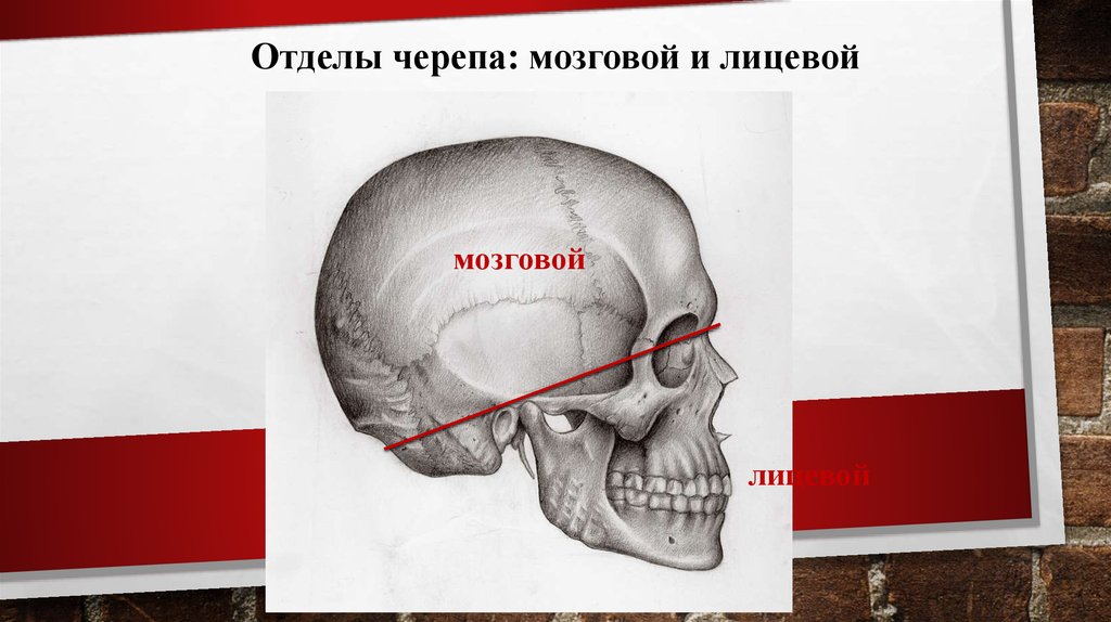 Граница мозгового отдела черепа. Мозговой и лицевой отделы черепа. Мозговой и лицевой череп отделы черепа. Граница мозгового и лицевого отделов черепа. Мозговой череп и лицевой череп.