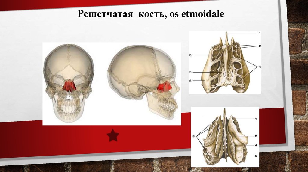 Решетчатая кость мозгового черепа. Решетчатая кость черепа анатомия. Решетчатая кость горизонтальная пластинка. Решетчатая пластинка лобной кости. Решетчатая кость (os ethmoidale).