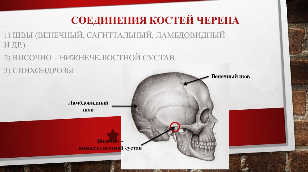 Соединение нижнечелюстной и височной кости. Венечный Сагиттальный и ламбдовидный швы черепа. Соединение костей черепа. Соединение костей черепа швы. Суставы костей черепа.