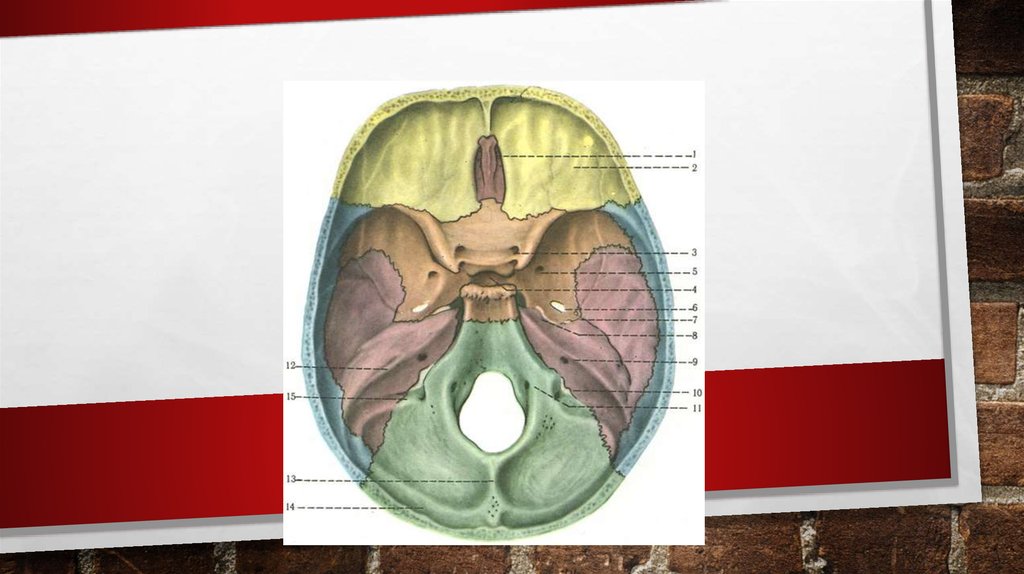 Внутри основания. Диафрагма основания черепа. Типография наружного и внутреннего основания черепа. Основание черепа лисы. Основание черепа слив.