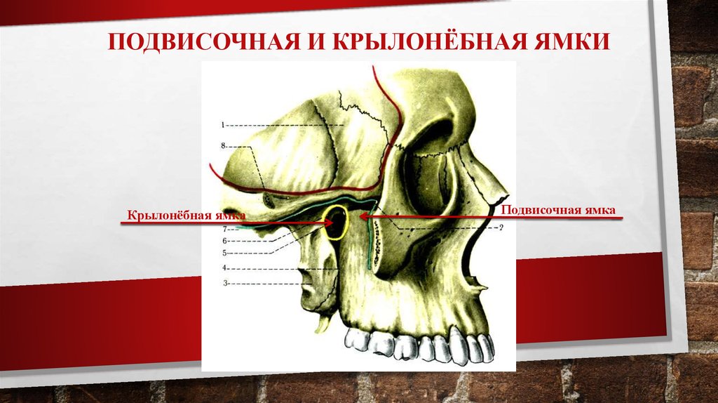 Ямки анатомия. Подвисочная ямка анатомия. Подвисочная ямка черепа. Крылонебная ямка анатомия. Подвисочная ямка черепа анатомия.