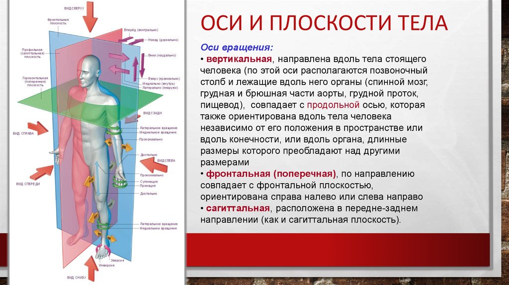 Плоскости тела человека схема