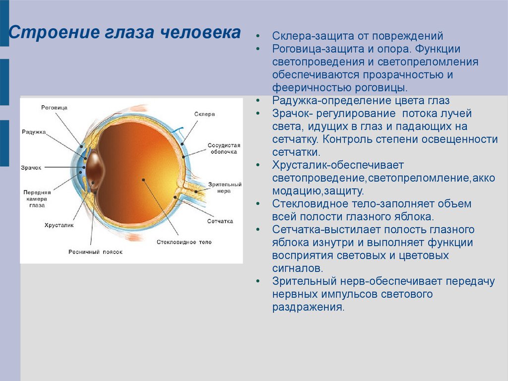 Строение глаза человека 8 класс. Строение глаза роговица радужка. Анатомия глазного яблока человека строение и функции.