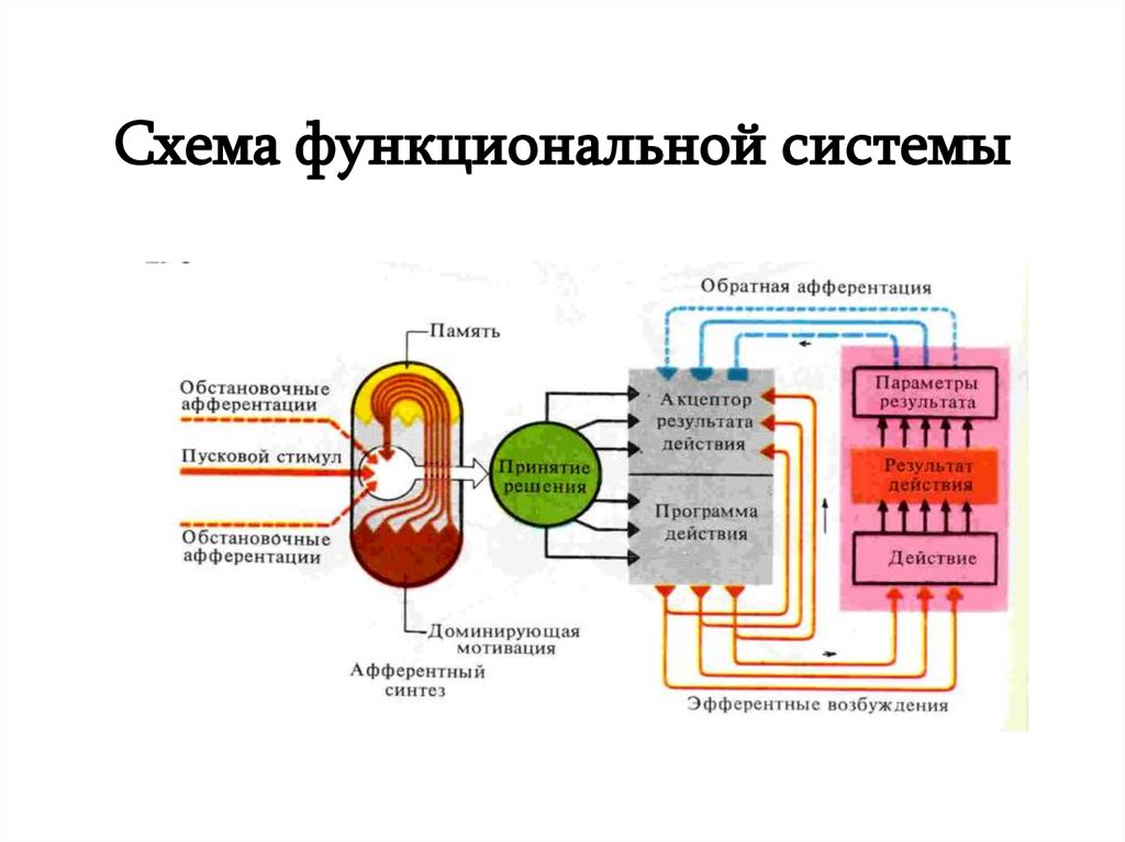 Основные функциональные системы человека