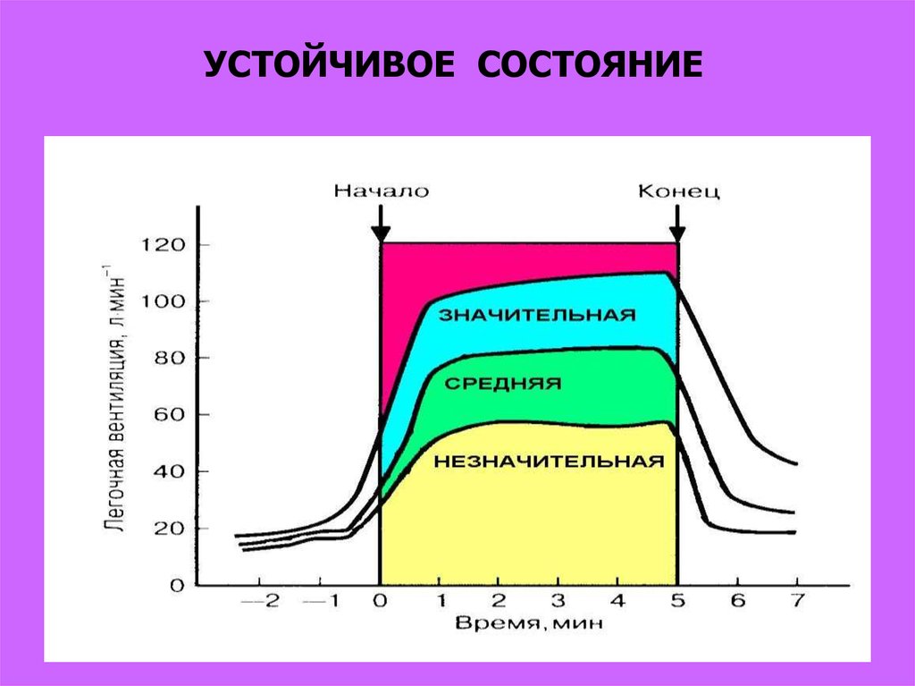 Устойчивое период. Виды устойчивого состояния. Истинное и ложное устойчивое состояние. Устойчивое состояние физиология. Устойчивое состояние истинное кажущееся ложное.