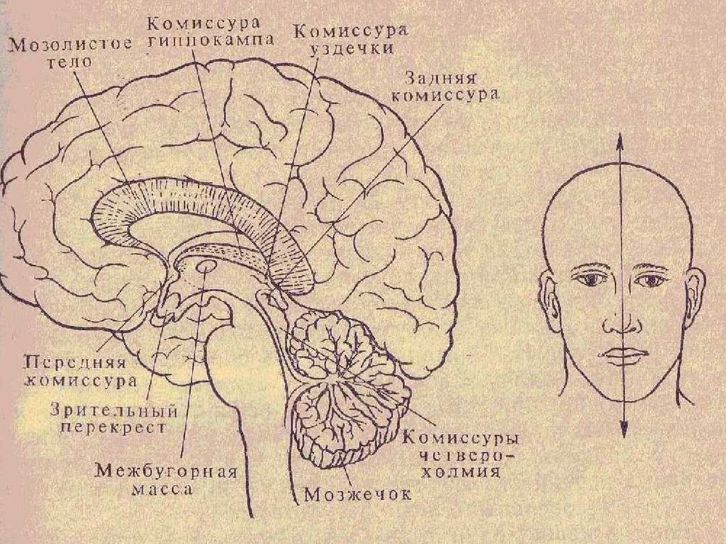 Центр схемы тела