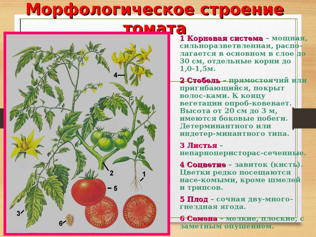 Сколько входят помидоры. Строение плода томата схема. Томат строение растения. Морфологическое строение томата. Строение цветков томата.