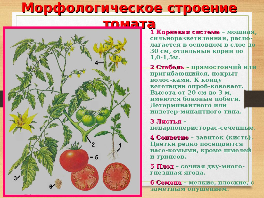 Презентация на тему томаты 6 класс