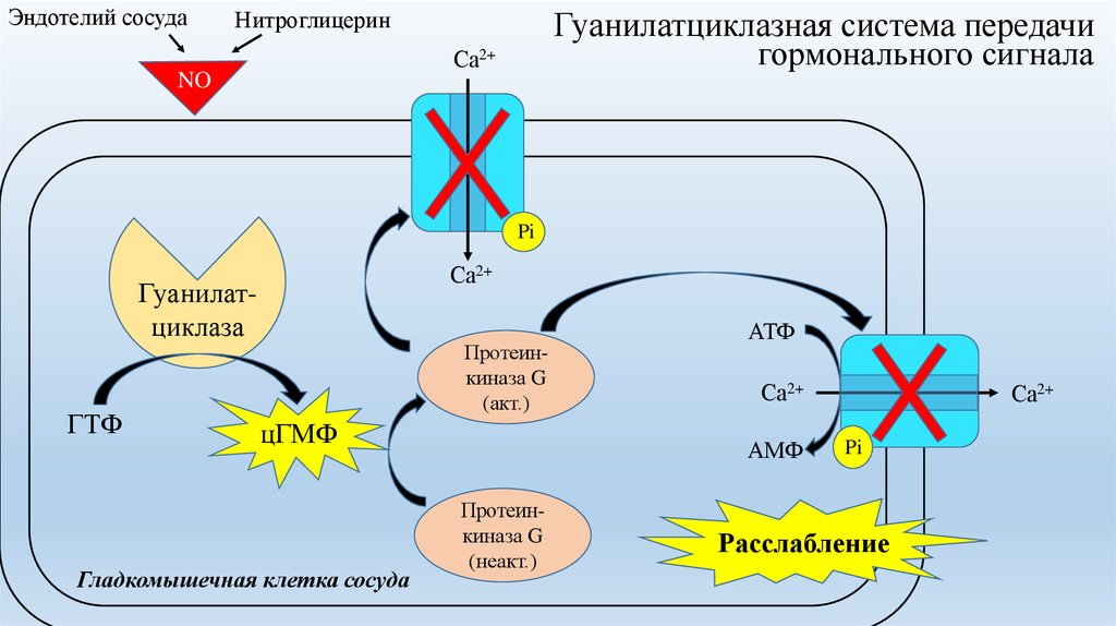 Механизмы передачи гормональных сигналов. Гуанилатциклазный механизм передачи сигнала. Гуанилатциклазный механизм передачи гормональных сигналов. Гуанилатциклазная система передачи гормонального сигнала. Гуанилатциклазный путь передачи сигнала.