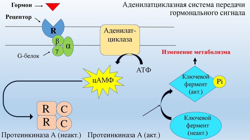 Аденилатциклазная система схема