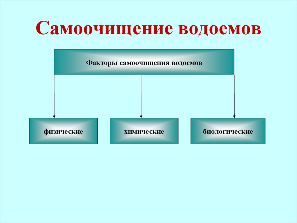 Биологические факторы воды. Биологические факторы самоочищения водоемов. Факторы самоочищения воды. Факторы влияющие на самоочищение водоема. Процессы самоочищения водоемов схема.