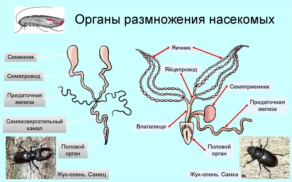 Презентация размножение насекомых