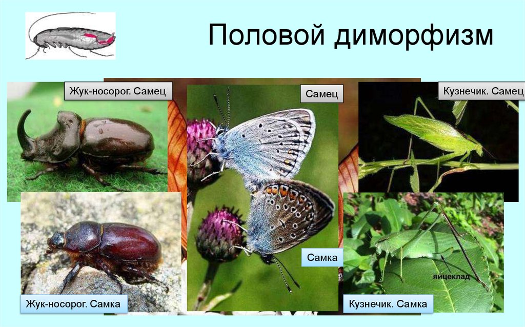 Диморфизм. Жук носорог половой диморфизм. Половой диморфизм. Половой полиморфизм у насекомых. Половой диморфизм у насекомых.
