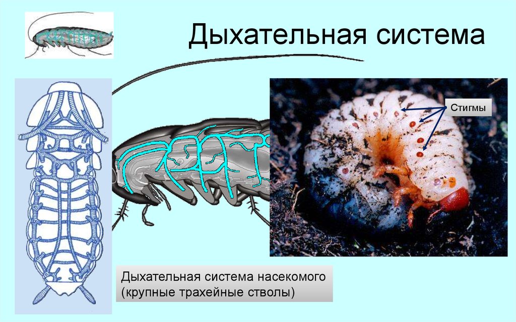 Дыхательная система насекомых. Органы дыхания насекомых. Дыхательная система органов насекомых. Дых система насекомых.