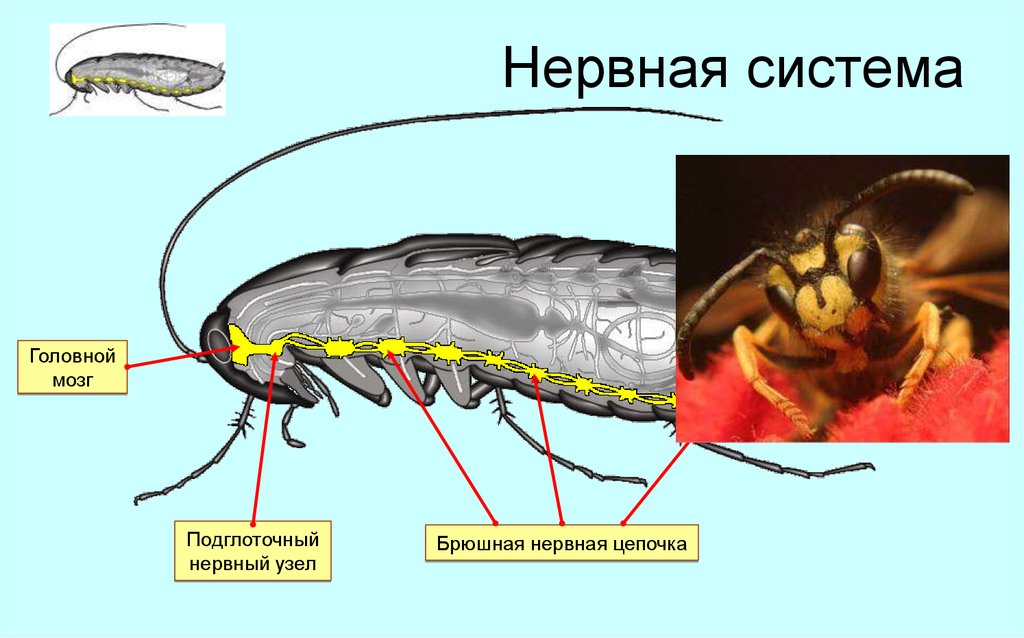 Какие системы у насекомых. Нервная система система насекомых. Строение нервной системы насекомых. Нервная система насекомых 7 класс биология. Строение нервной системы таракана.