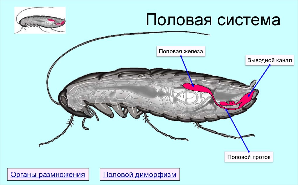Какие системы у насекомых. Половая система членистоногих. Выделительная система таракана. Выделительная система тараканов. Выделительная система черного таракана.