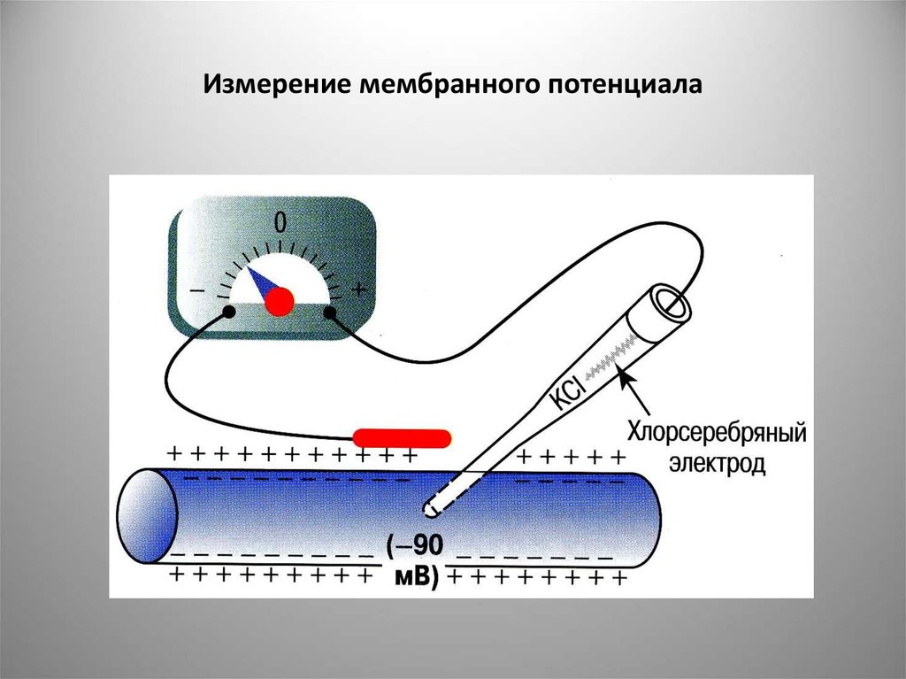 Мембрана потенциалы. Измерение мембранного потенциала. Измерение мембранного потенциала покоя. Измерение мембранного потенциала покоя схема. Метод измерения мембранного потенциала.