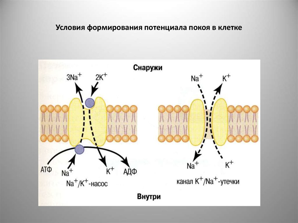 Мембрана потенциалы. Формирование мембранного потенциала покоя. Механизмы формирования мембранного потенциала покоя. Мембранный потенциал покоя клетки. Механизм формирования потенциала покоя.