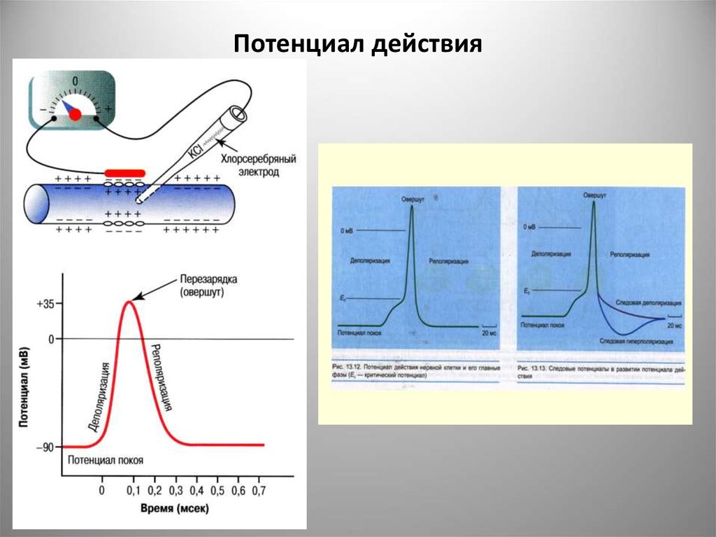 Потенциал действия схема