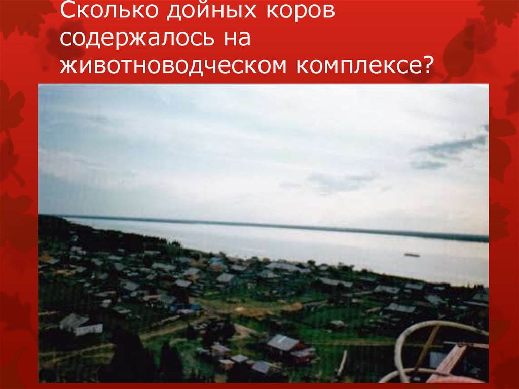 Сколько дойных коров содержалось на животноводческом комплексе?