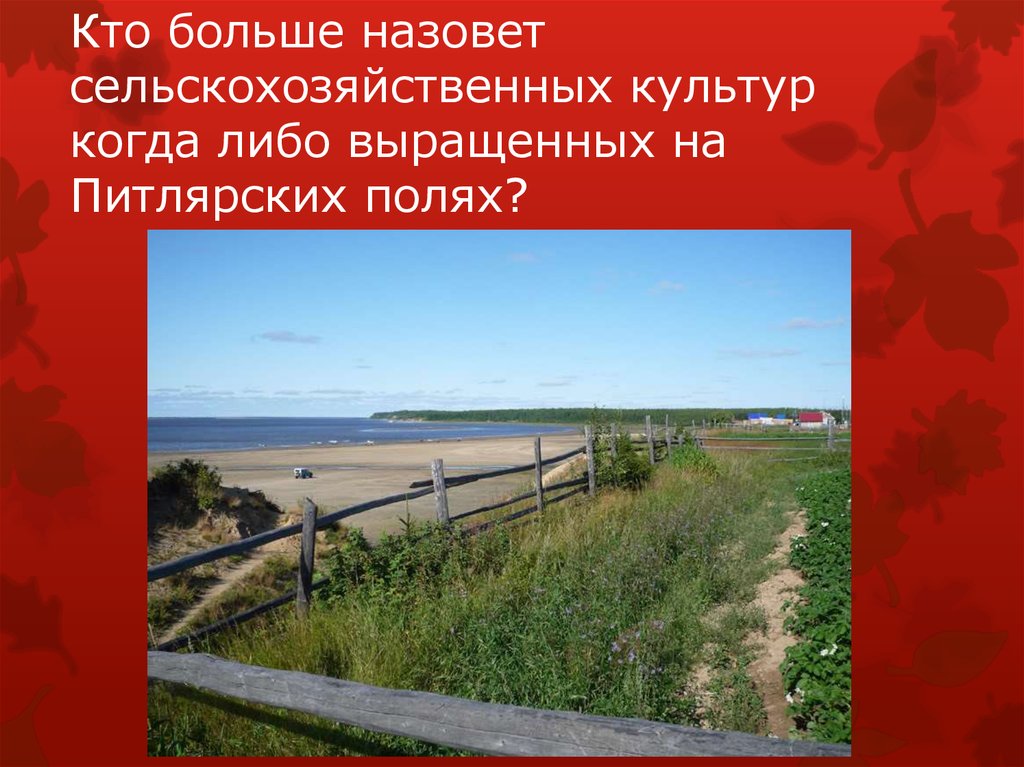 Кто больше назовет сельскохозяйственных культур когда либо выращенных на Питлярских полях?