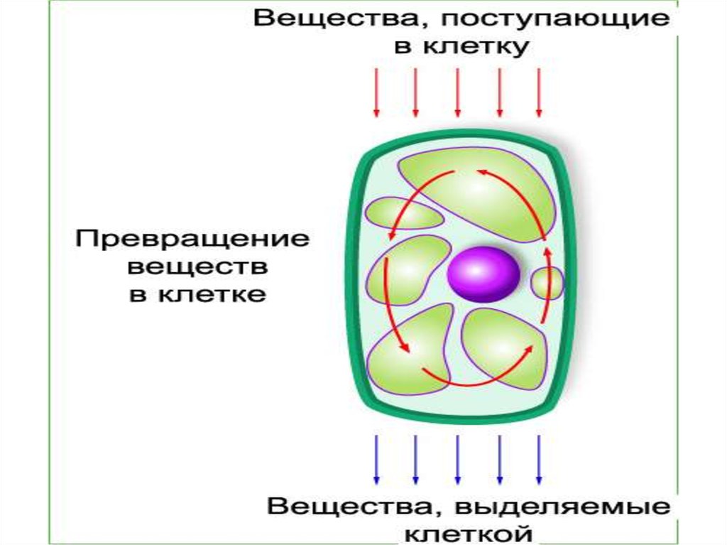 Обмен веществ и превращение клетки. Во что превращается Центральная клетка.