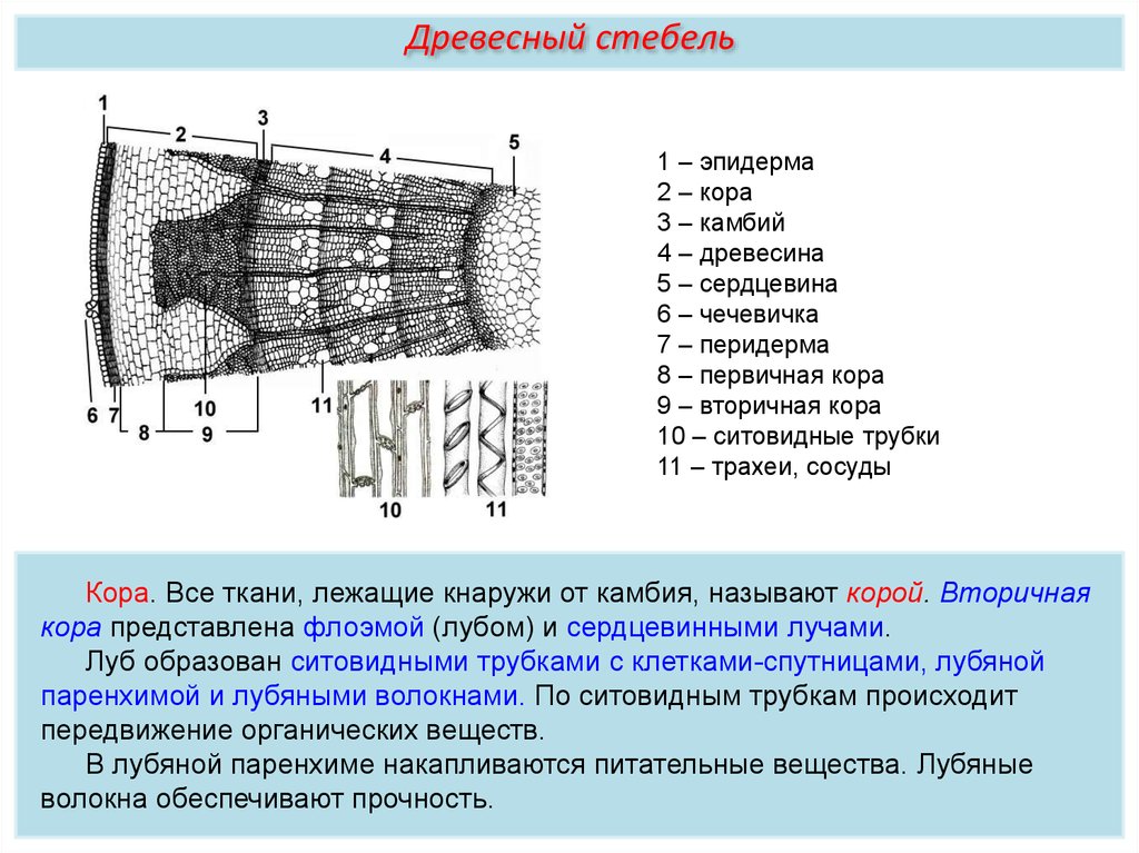 Какую функцию выполняют древесинные и лубяные