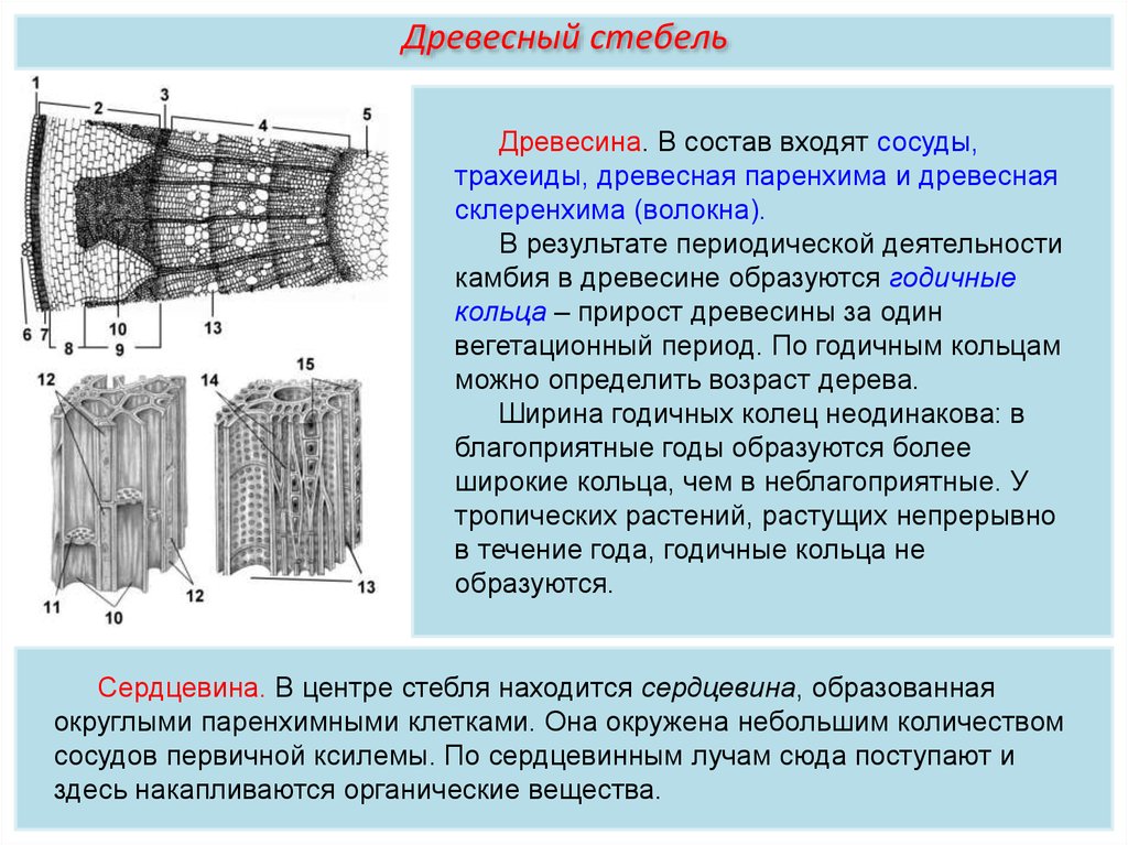 Какой буквой на рисунке обозначен слой древесного стебля древесина