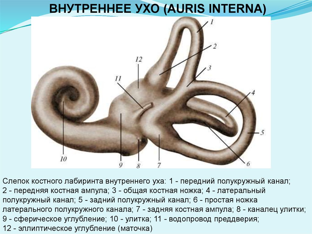 Три полукружных канала в ухе. Костный Лабиринт внутреннего уха анатомия. Внутреннее ухо преддверие улитка полукружные каналы. Строение костного Лабиринта внутреннего уха. Костный Лабиринт внутреннего уха (улитка).