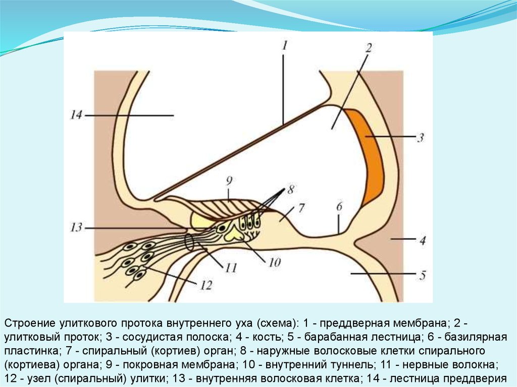 Стенки улитки. Проток улитки внутреннего уха. Улитковый проток внутреннего уха строение. Стенки улиткового протока анатомия. Строение внутреннего уха Кортиев орган.
