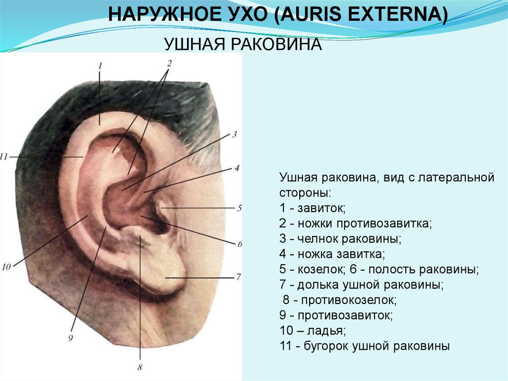 Ушные латынь. Завиток противозавиток козелок противокозелок уха. Ухо анатомия завиток противозавиток. Ушная раковина анатомия. Наружное ухо ушная раковина.
