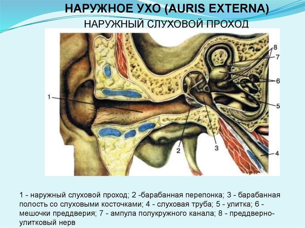 Мышца напрягающая барабанную. Стенки слухового прохода анатомия. Наружный слуховой проход анатомия. Анатомия наружного слухового прохода. Стенки наружного слухового.