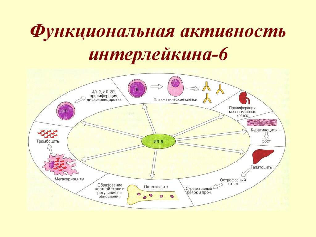 Функциональная активность это. Структура интерлейкина 6. Функциональная активность. Интерлейкин 6 норма. Интерлейкин 6 функции.