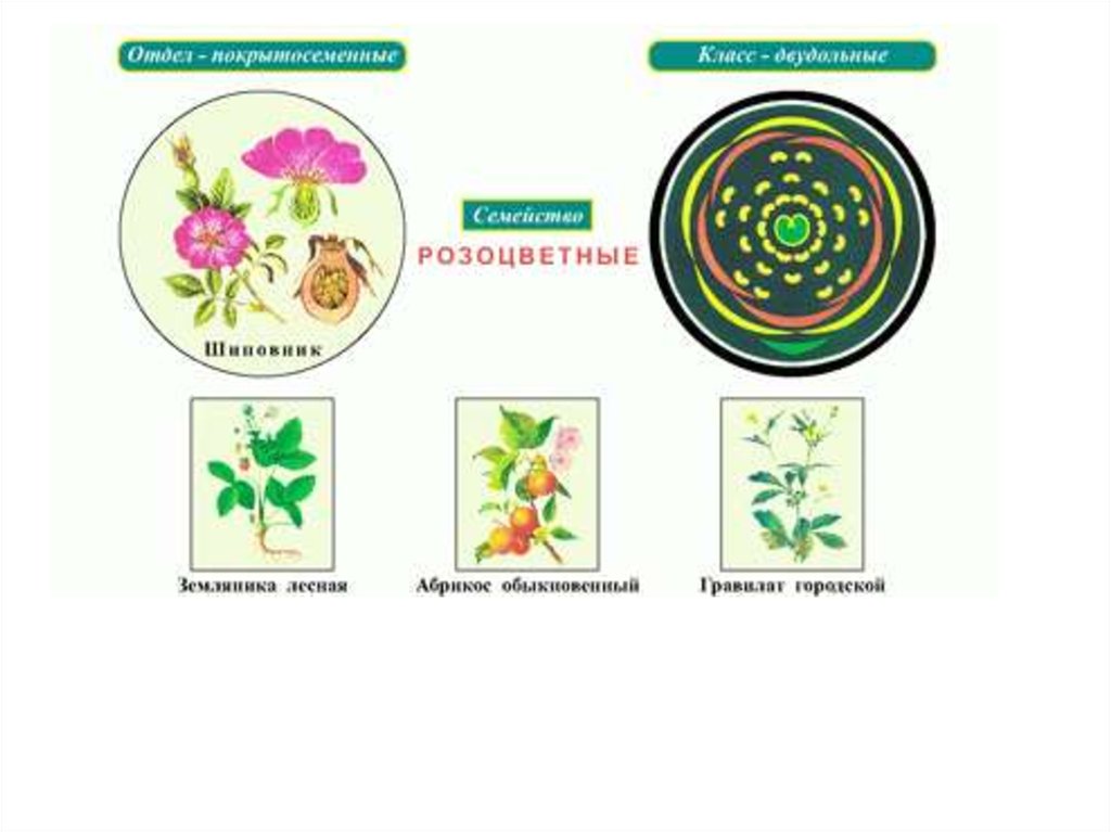 Формула цветка растений семейства розоцветные ответ. Схема цветка семейства розоцветных. Строение цветка растений семейства розоцветных. Розоцветные растения схема. Размножение розоцветных схема.
