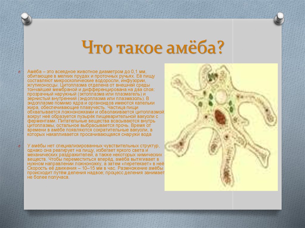 Зачем нужны простейшие организмы. Амеба веррукоза. Амеба царство. Амеба Протей классификация. Одноклеточные животные амеба.