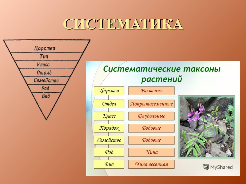 Систематическая категория растений начиная с наименьшей. Систематические таксоны растений таблица. Таксоны растений биология 5 класс. Царство класс отряд род вид растения. Систематическме таксонв.