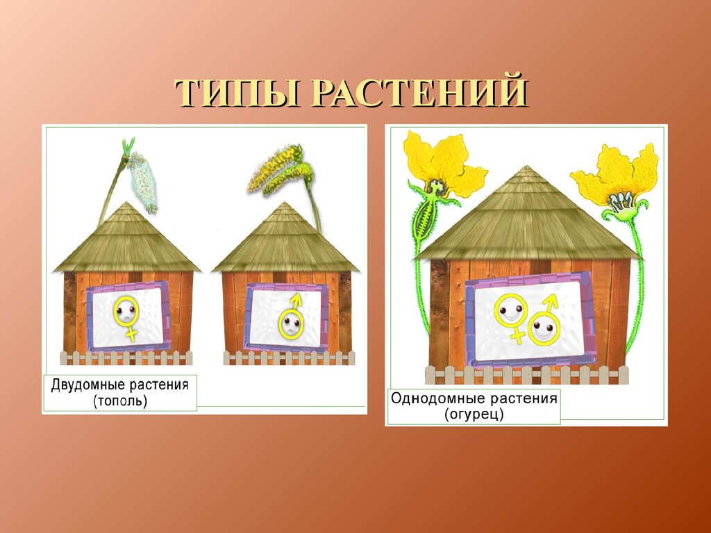 Двудомные растения. Однодомные и двудомные. Однодомные и однодомные растения. Однодомные растения имеют. Однодомность и двудомность.