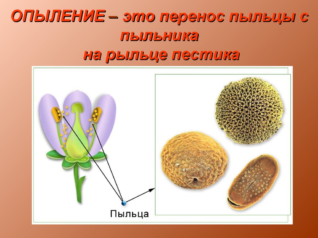 Покрытосеменные растения фото с названиями