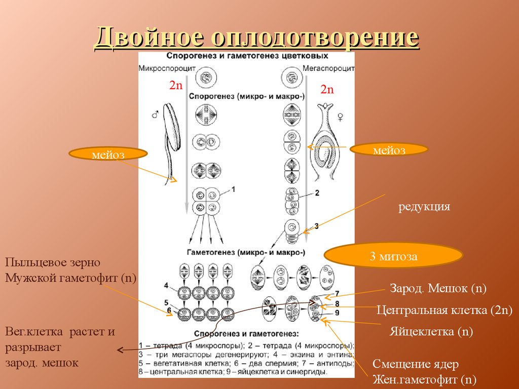 Генеративная клетка набор хромосом. Гаметогенез растений схема. Этапы развития половых клеток у растений. Гаметогенез у цветковых растений схема. Образование мужских гамет у цветковых растений.