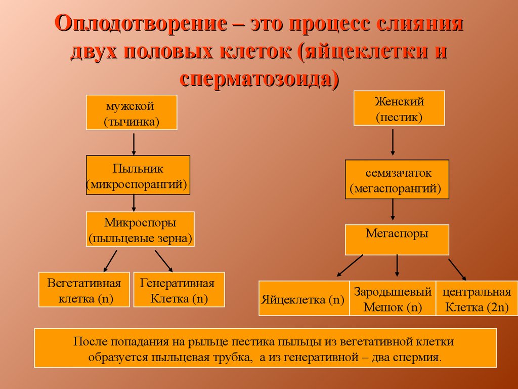 Оплодотворение класс. Процесс оплодотворения. Оплодотворение процесс слияния. Основные этапы оплодотворения. Процесс слияния яйцеклетки и сперматозоида.