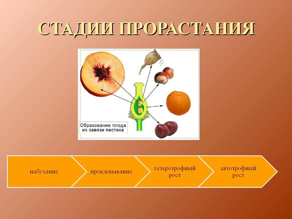 Плод образуется из. Образование плода из завязи. Образование плодов у растений. Плод образуется из завязи. Формирование плода из завязи пестика.