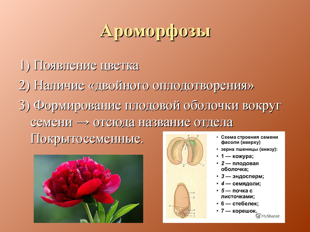 Эволюция цветка покрытосеменных. Ароморфозы покрытосеменных цветковых растений. Появление цветка. Появление цветка ароморфоз. Цветковые растения ароморфозы.